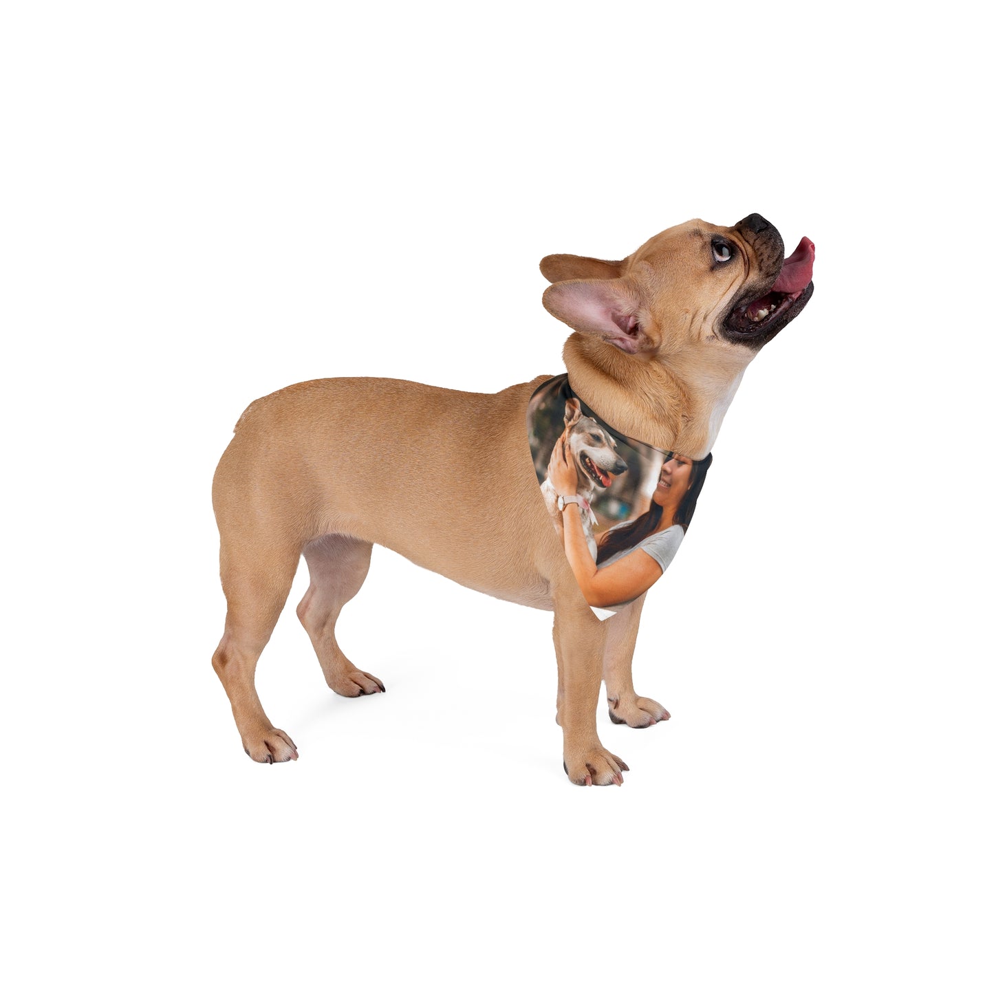 foulard chien personnalisé